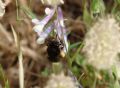 Anthophora sp.